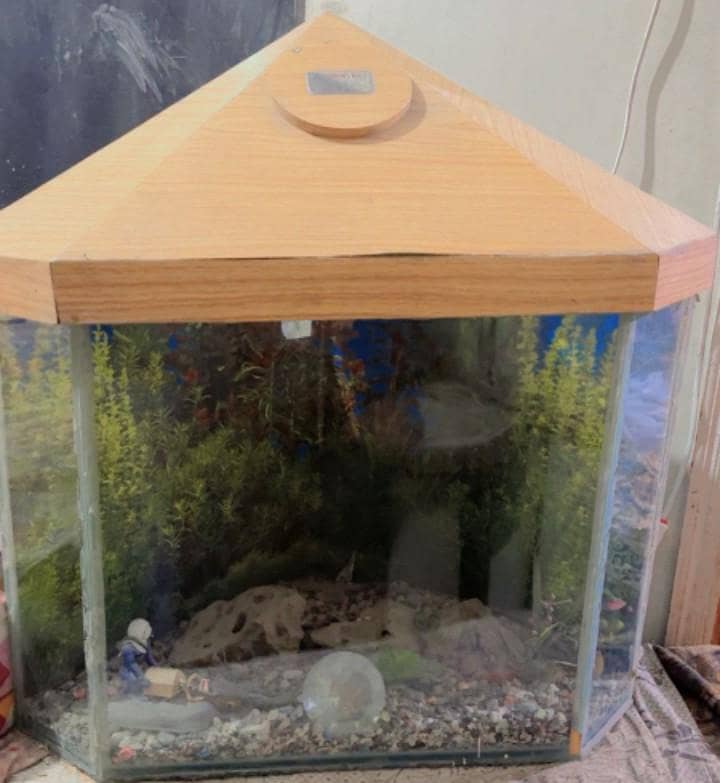 Fish Maintained Acquarium 1