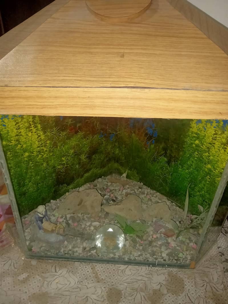 Fish Maintained Acquarium 3