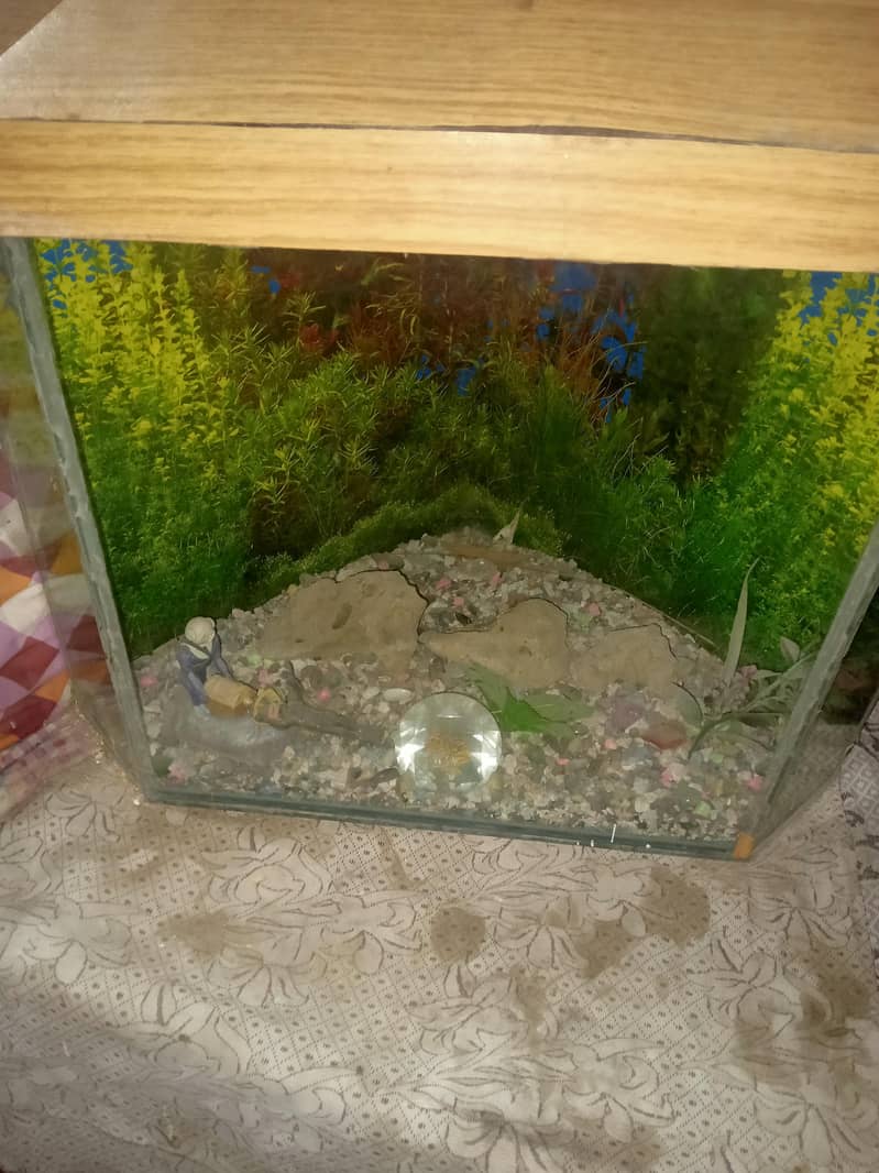 Fish Maintained Acquarium 4