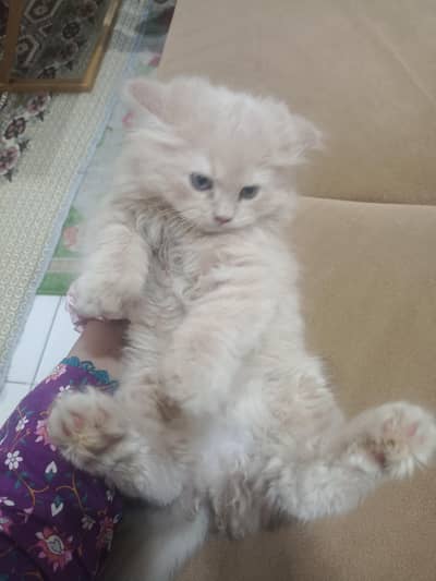 Sale a Persian cat