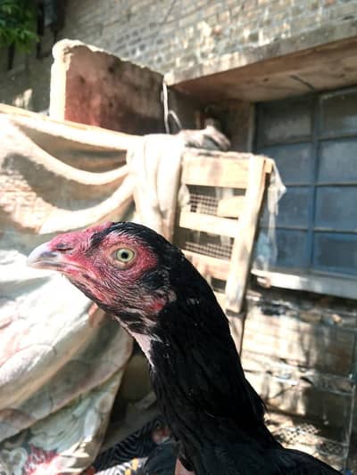 pure aseel lasani madi ready for egg laying . urgent  for sell