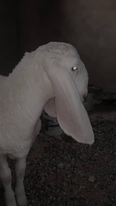 dumba for sale