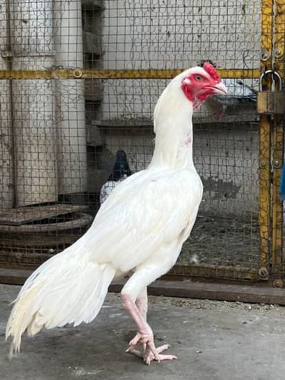 Aseel Heera Patha Available For Sale
