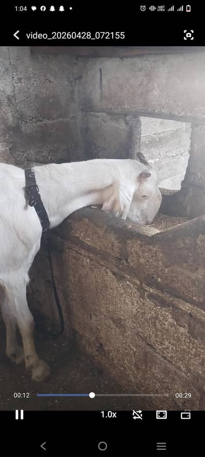 pure gulabi gabban bakri 03102644321