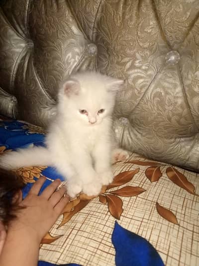55day cat baby