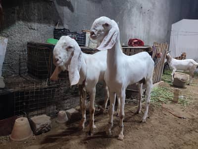 For Sale Pure Gulabi Male Bakra Goat Jori Available in Scheme 33 Khi