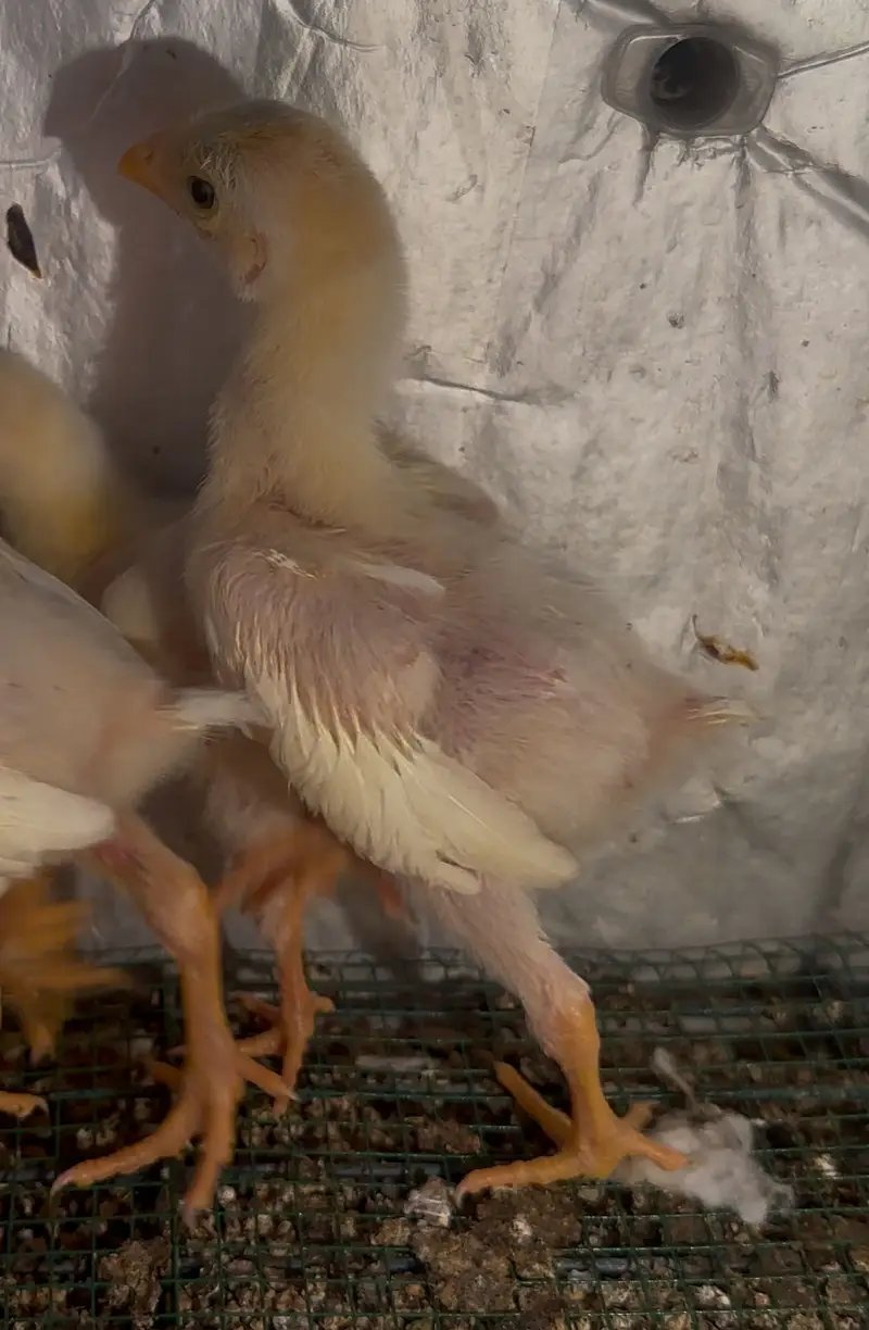 White shamo chicks — photo 2