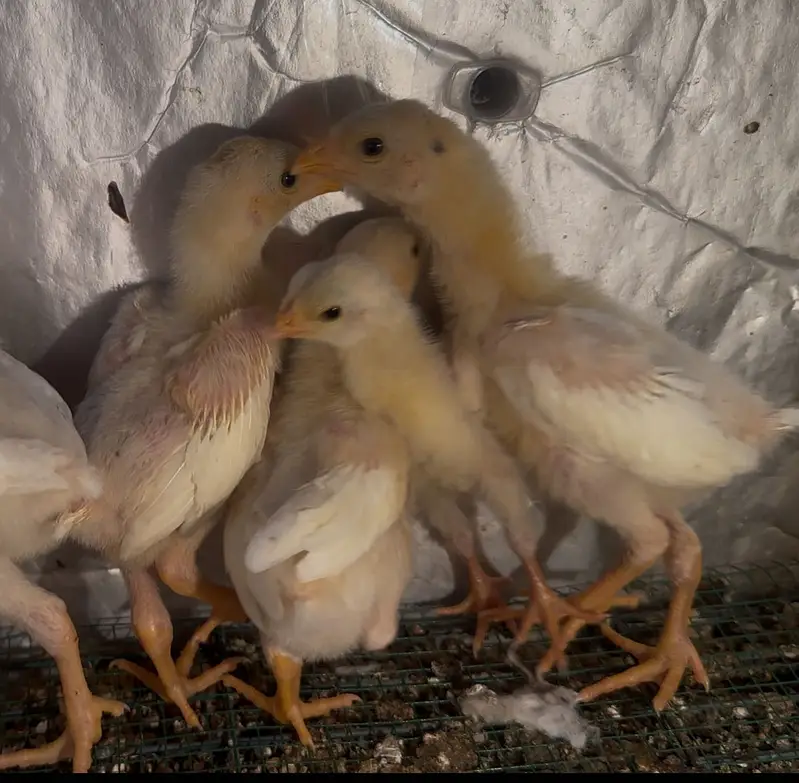 White shamo chicks — photo 3