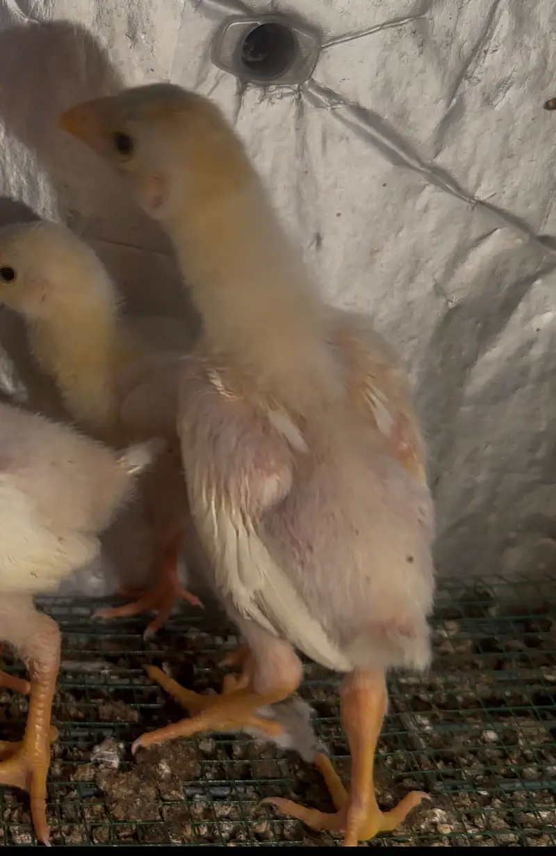 White shamo chicks — photo 7