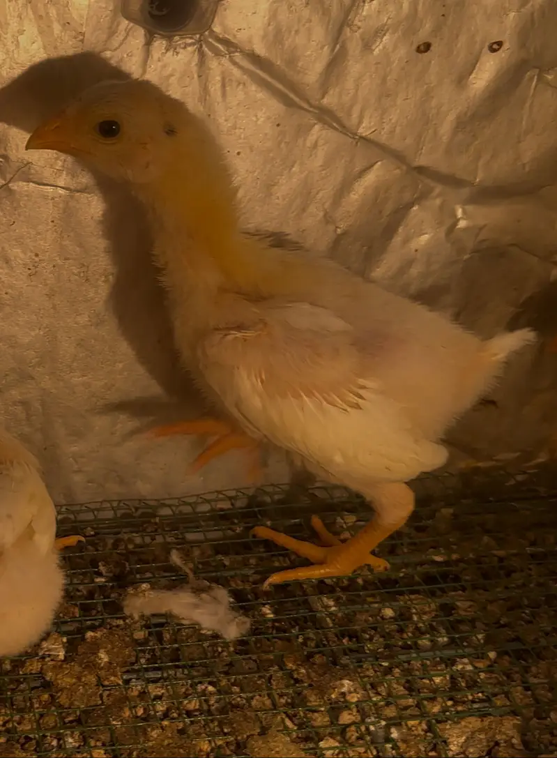 White shamo chicks — photo 8