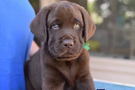 British Labrador top notch quality avail wattsapp 03294018736