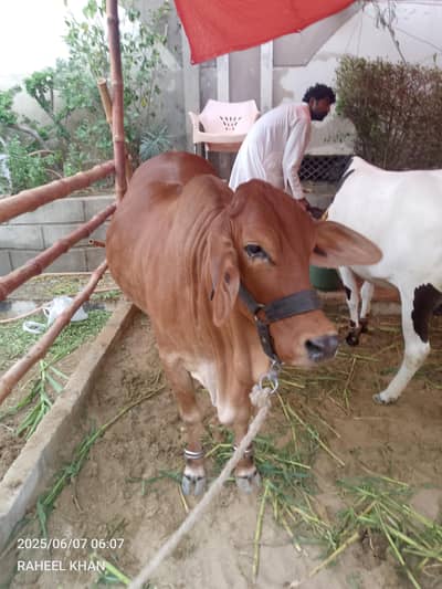 Kasai siraf bara janwar ka liya rabta kara