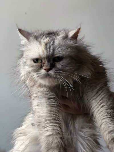 Persian Cat(double coated)