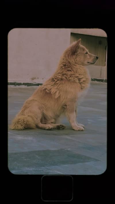 golden Russian breed