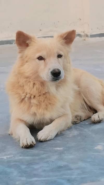 golden Russian breed