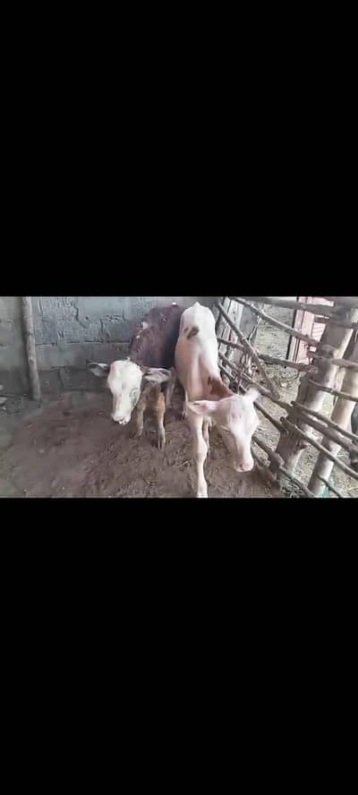 gulabi cholistani calf