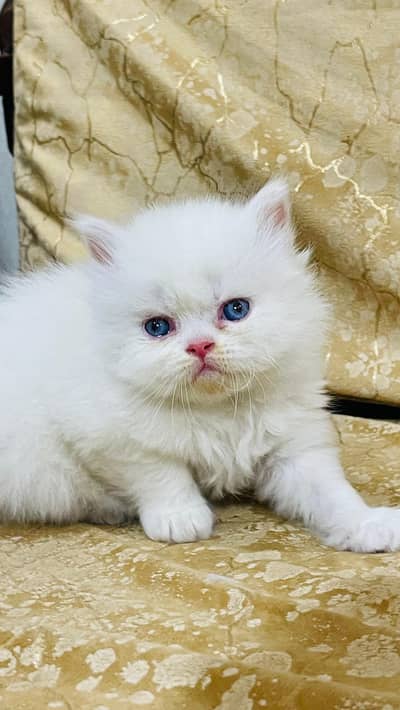 homebreed kittens
