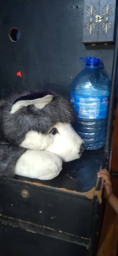Toy Dog