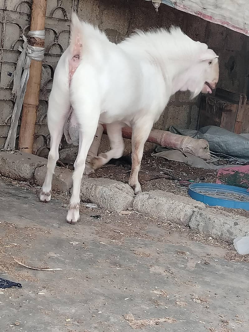 breeder teedaa 1