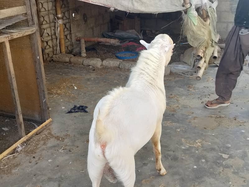 breeder teedaa 2