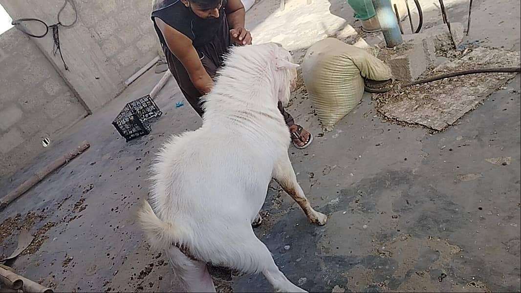 breeder teedaa 3