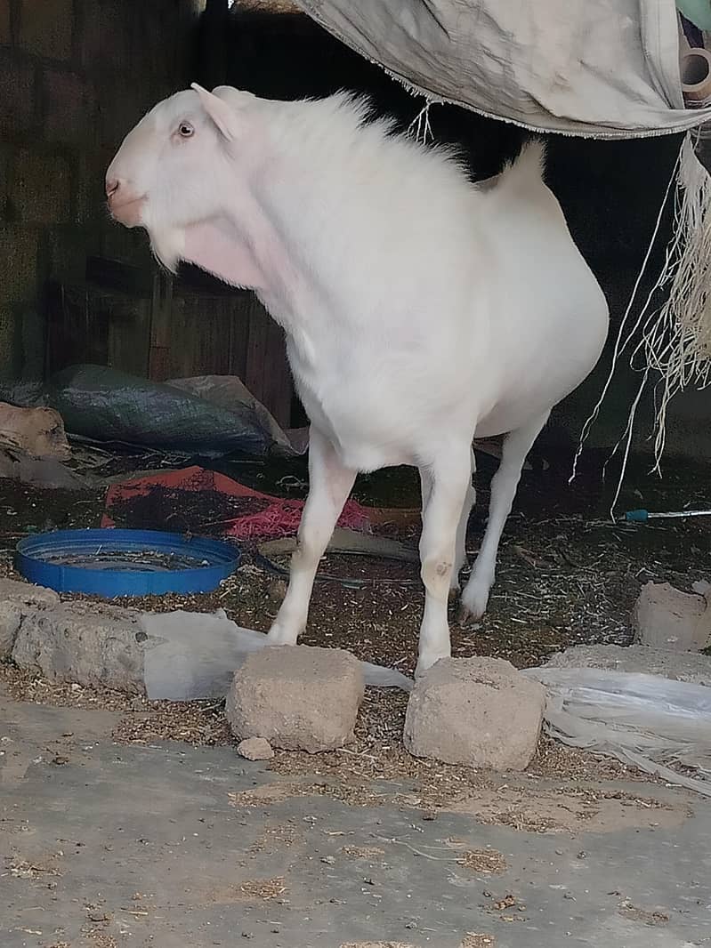 breeder teedaa 4