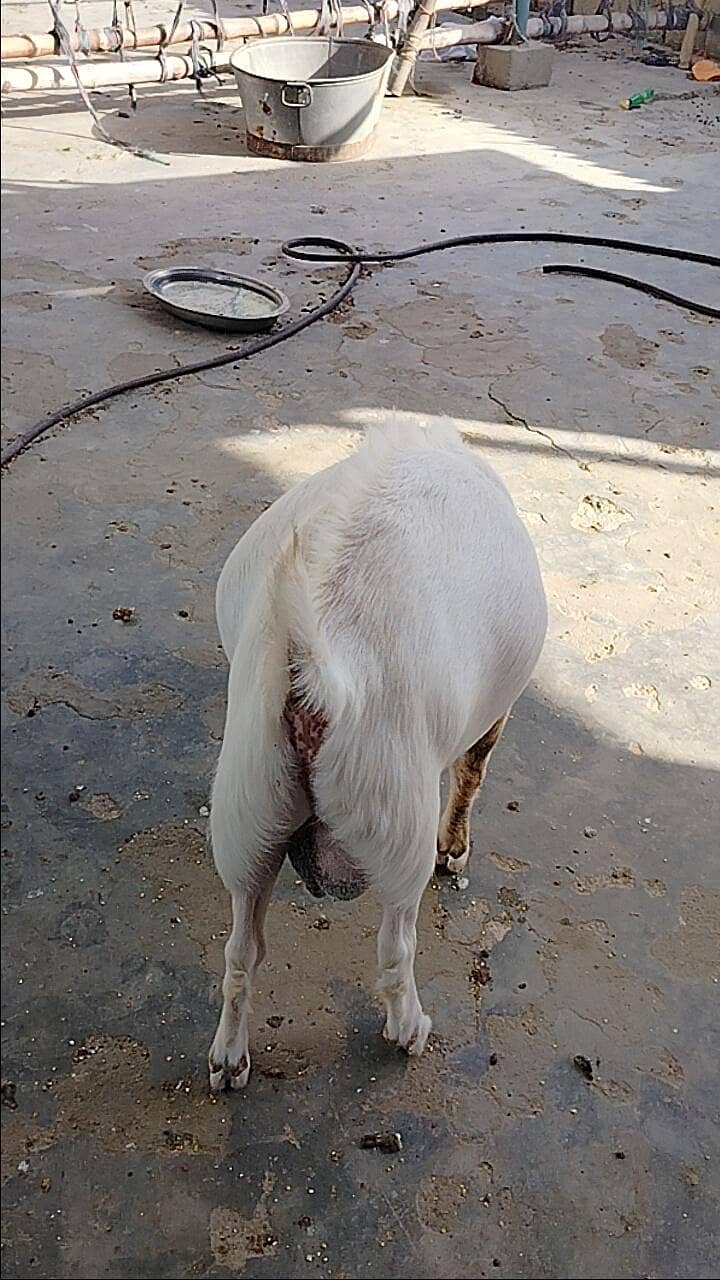 breeder teedaa 5