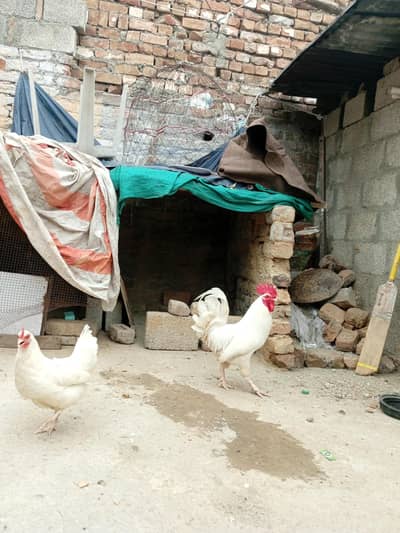 my hen's