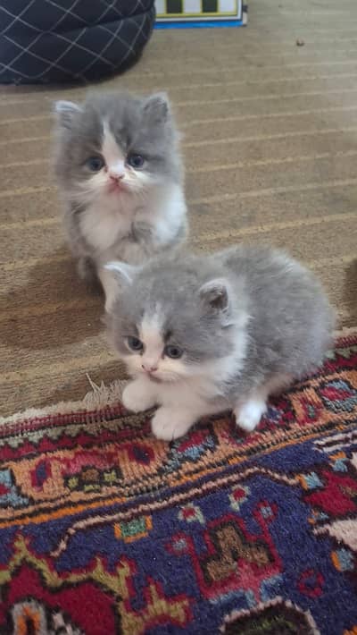 Cute Persian kittens
