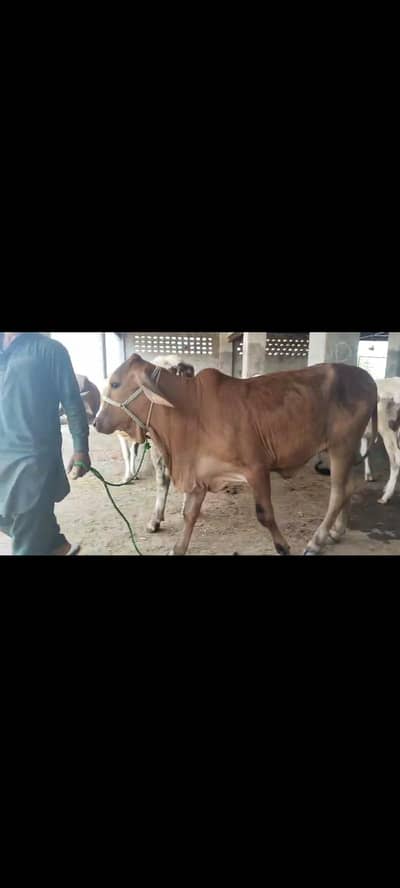 3 Brahman female calves for sale