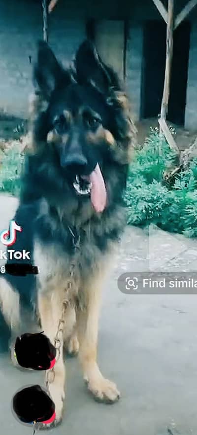 German shepherd