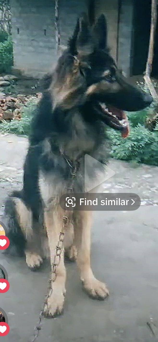 German shepherd 1