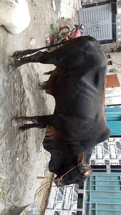 qurbani wacha
