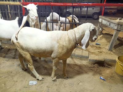 larkana dumba