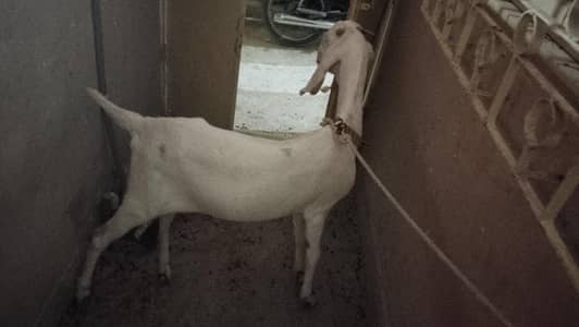gulabi bakri