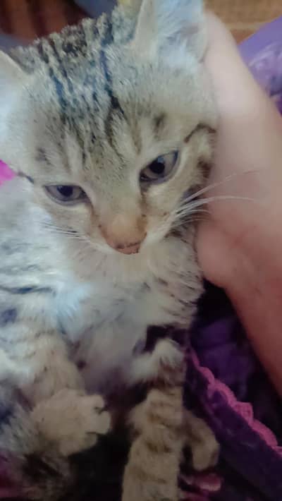 cat for sale