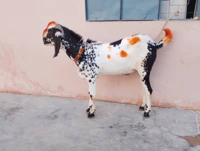 Bakra for sale