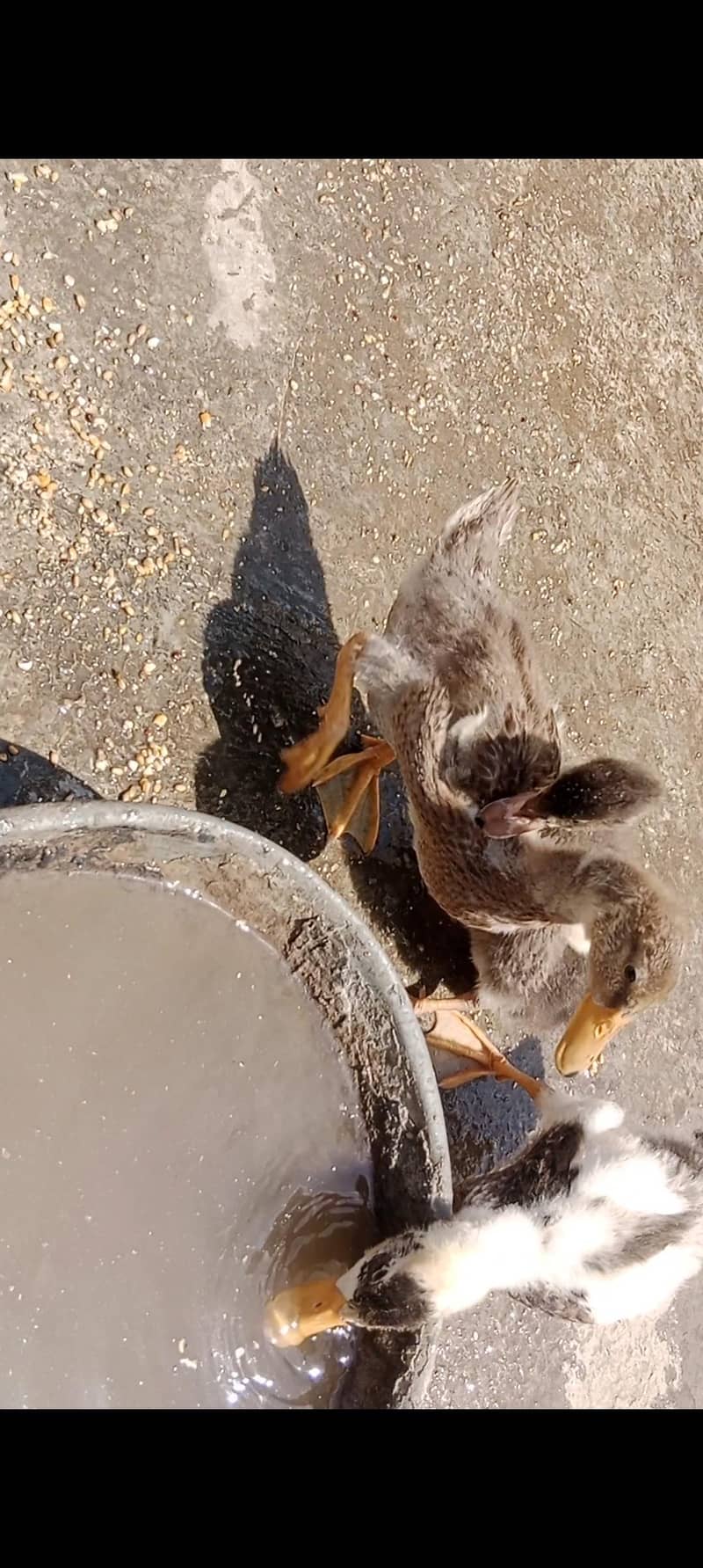 Ducks 0