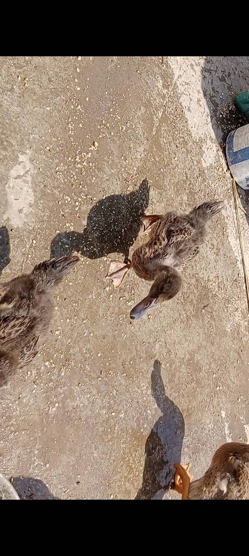 Ducks 1