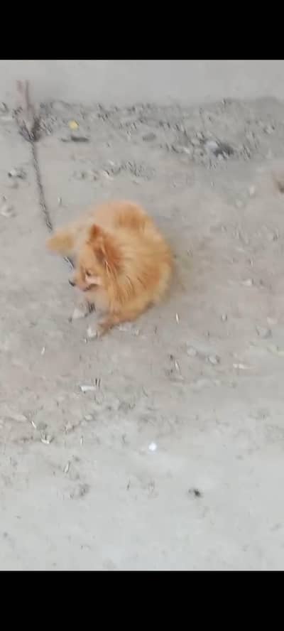 Pomeranian