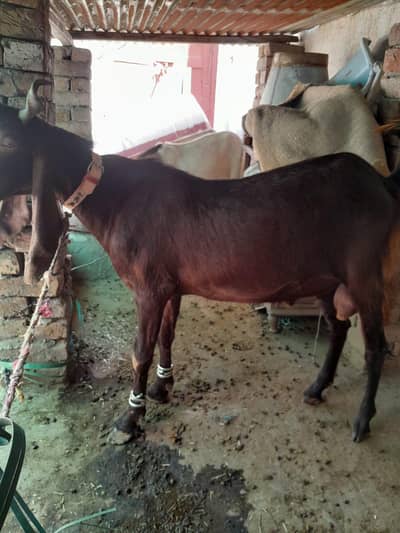 Bakra for Qurbani 2026