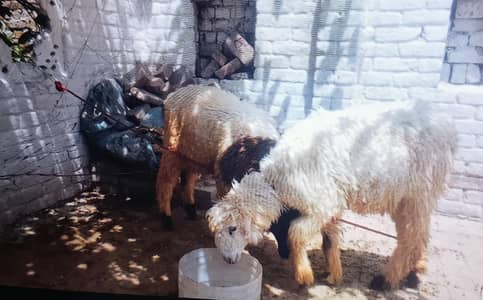 sheep for Qurbani 2026 healthy and Active