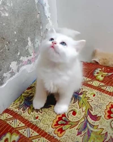 persian kitten/blue eyes kitten/ fluffy kittens/ cat baby/fluffy cat
