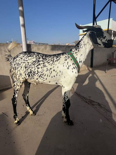 Bakra khasi 2 dant