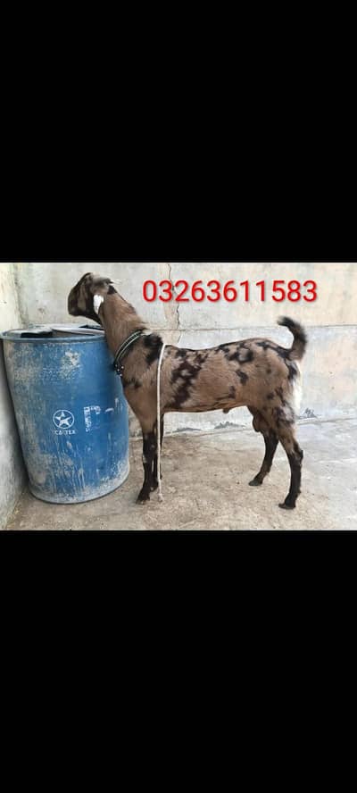 Bakra 2 dant