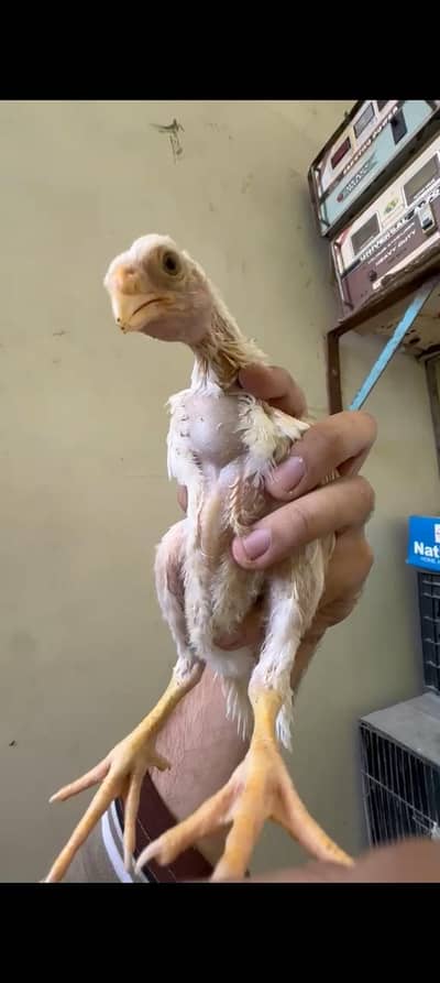 Indian parrot beak long tail chicks