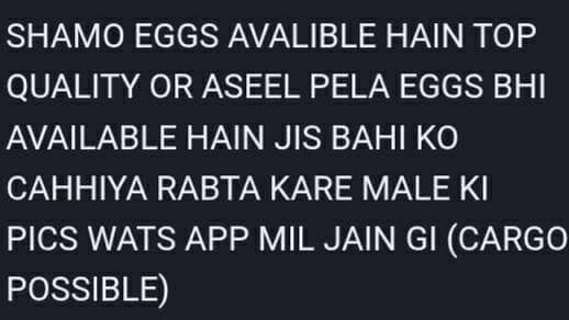 SHAMO EGGS AVALIBLE