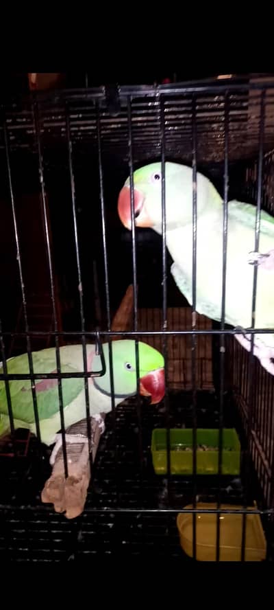 Raw parrot Pair For Sale Tamed Hai Not Exchange Only for Sale