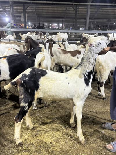 Eid 2026 Zinda Bakra per kg Rs 2000