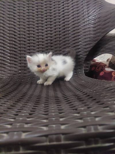 CUTE KITTEN FOR SALE. .